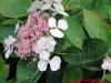 Hydrangea arborescens